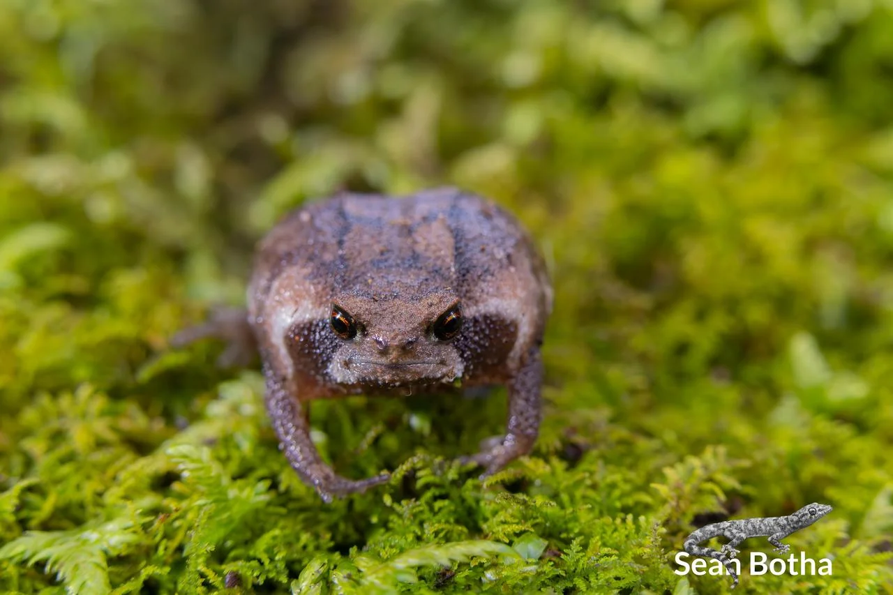 Breviceps sylvestris taeniatus. From Hanglip, Limpopo. Sean Botha.