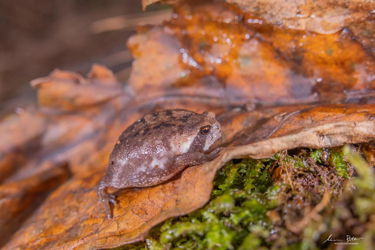 Breviceps sylvestris taeniatus. From Hanglip, Limpopo. Liam Botha.