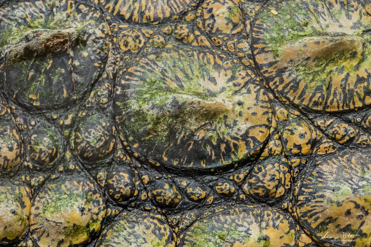 Crocodylus niloticus. From near Musina, Limpopo. Liam Botha.