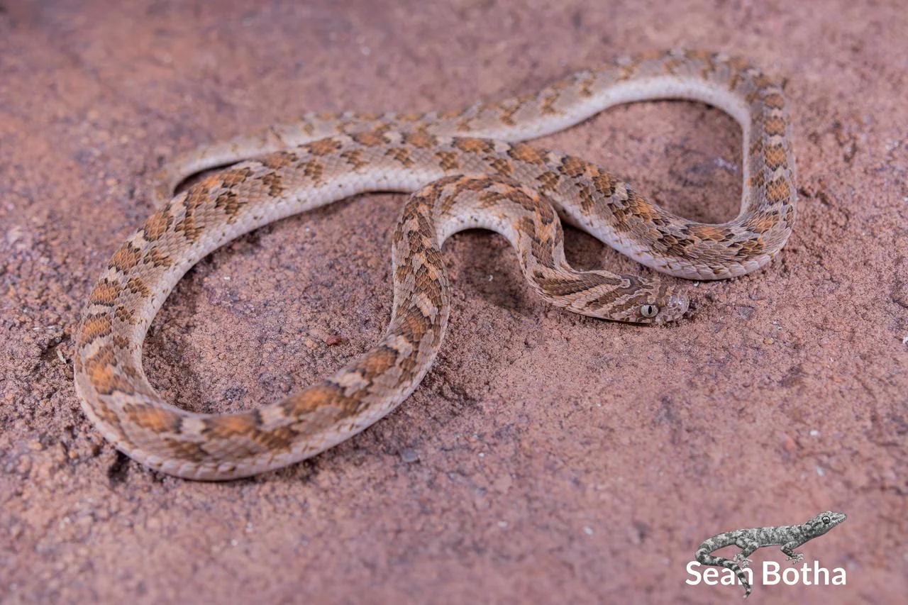 Dasypeltis scabra. From Steenbokpan, Limpopo. Sean Botha.