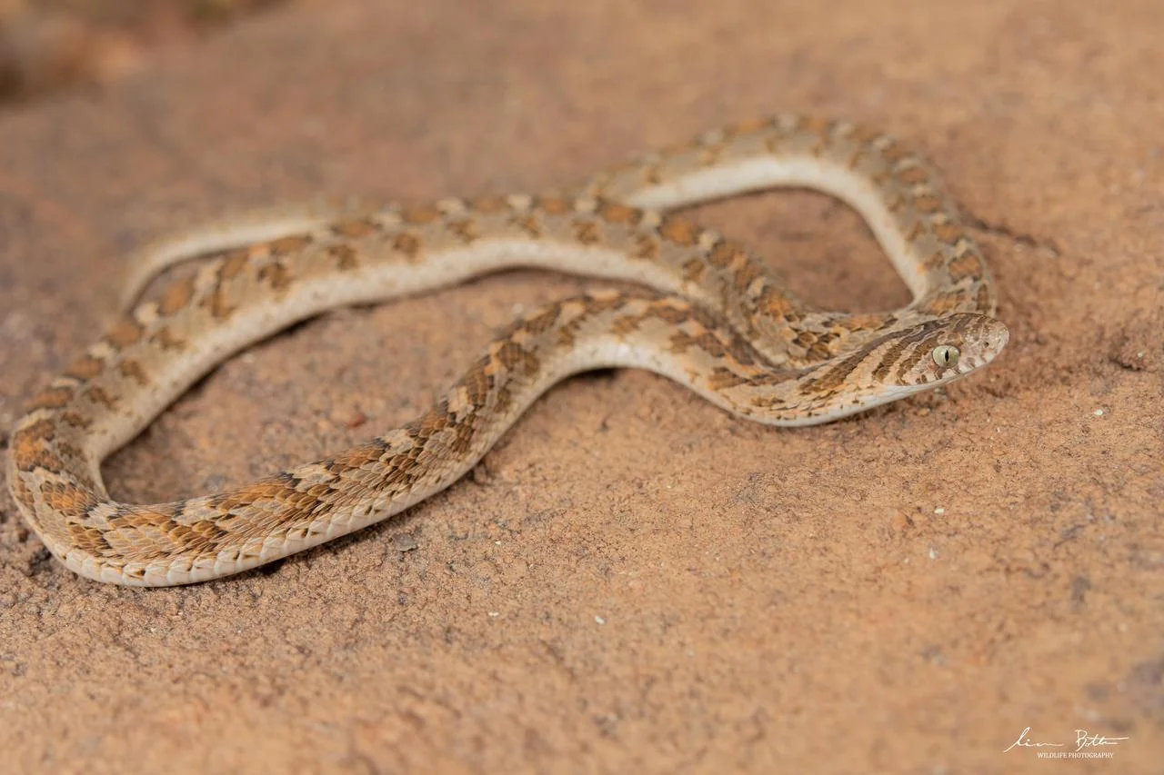Dasypeltis scabra. From Steenbokpan, Limpopo. Liam Botha.