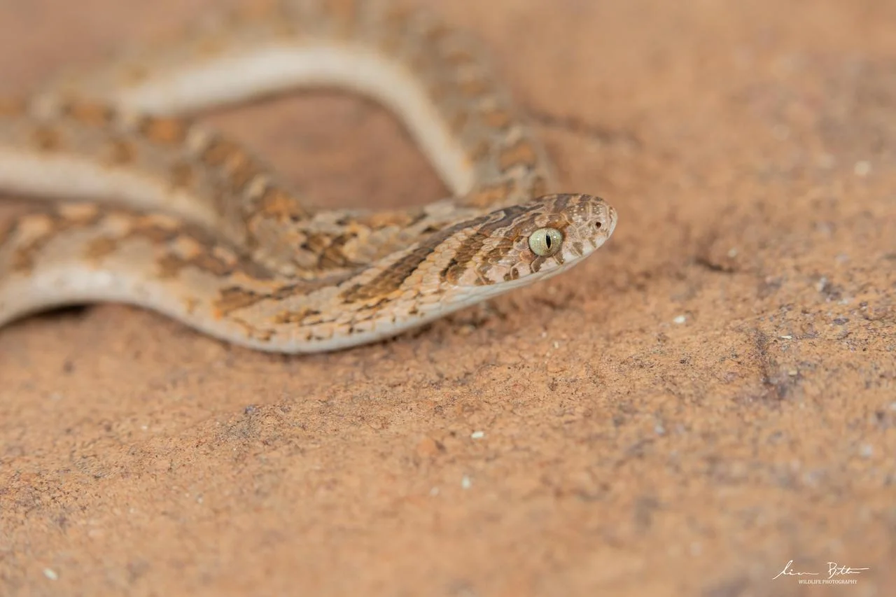 Dasypeltis scabra. From Steenbokpan, Limpopo. Liam Botha.