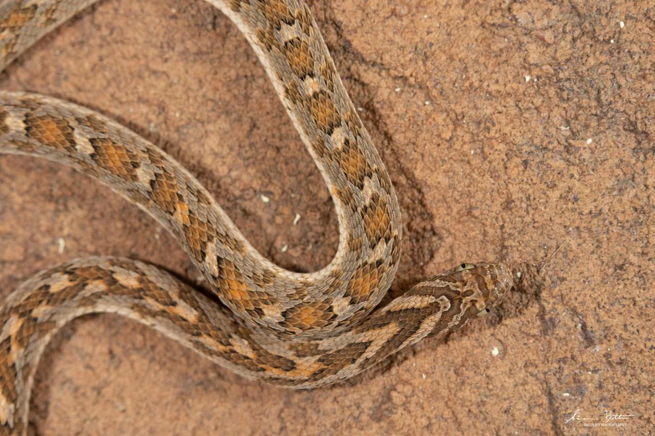 Dasypeltis scabra. From Steenbokpan, Limpopo. Liam Botha.