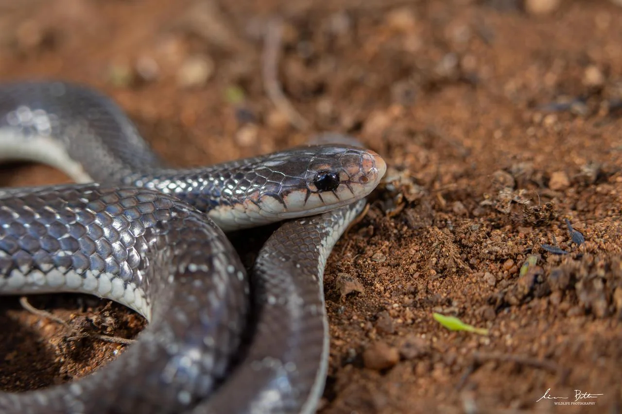 Elapsoidea cf. boulengeri. From near Waterpoort, Limpopo. Liam Botha.