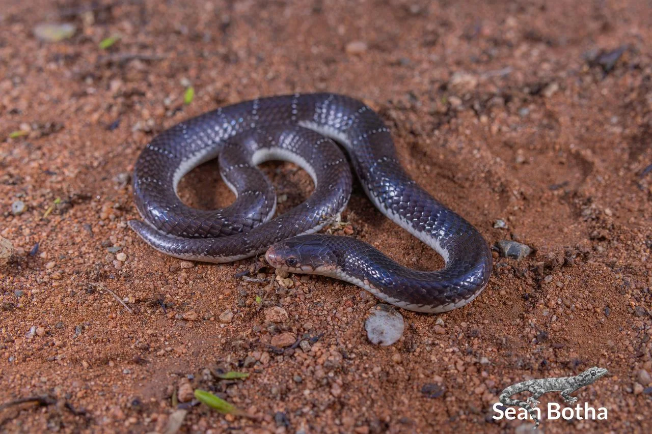 Elapsoidea cf. boulengeri. From near Waterpoort, Limpopo. Sean Botha.