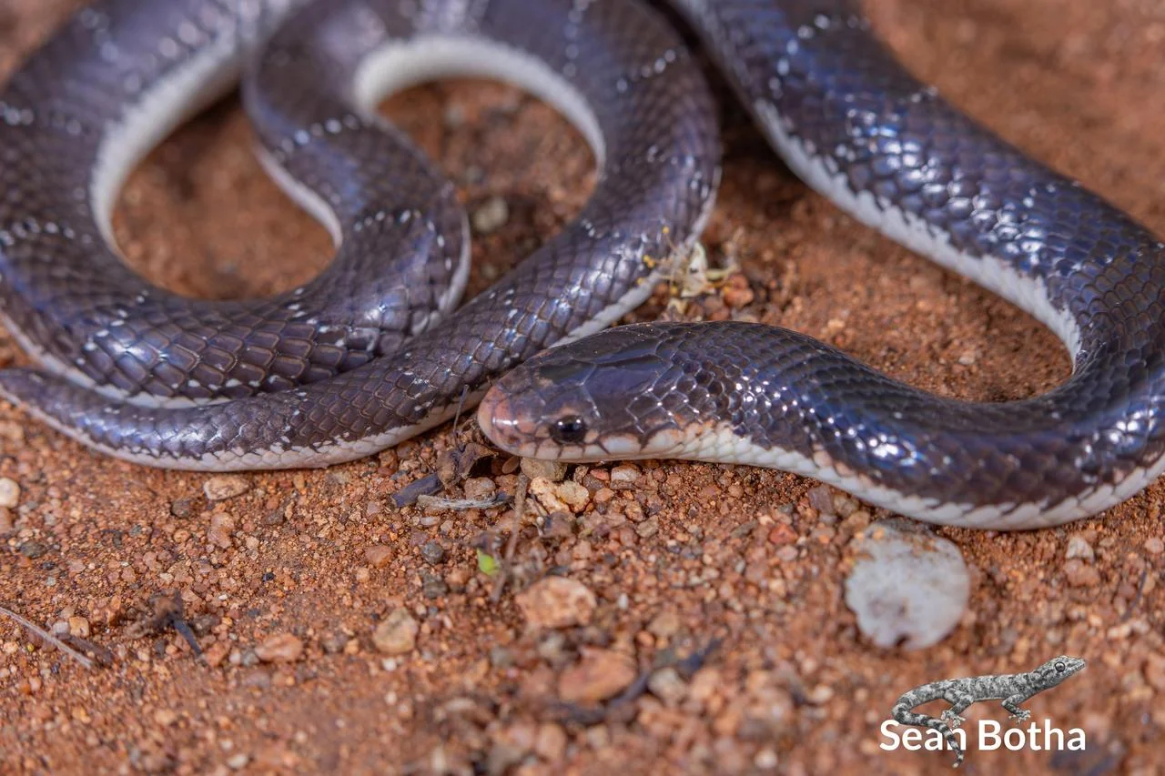 Elapsoidea cf. boulengeri. From near Waterpoort, Limpopo. Sean Botha.