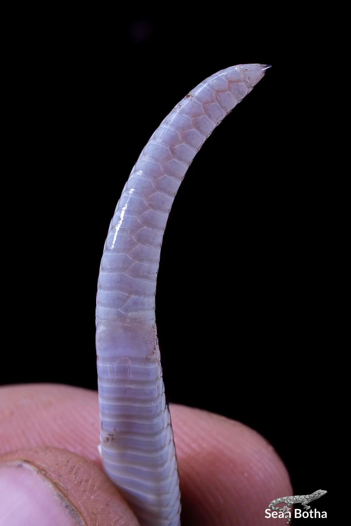 Elapsoidea cf. boulengeri. From near Waterpoort, Limpopo. Sean Botha.