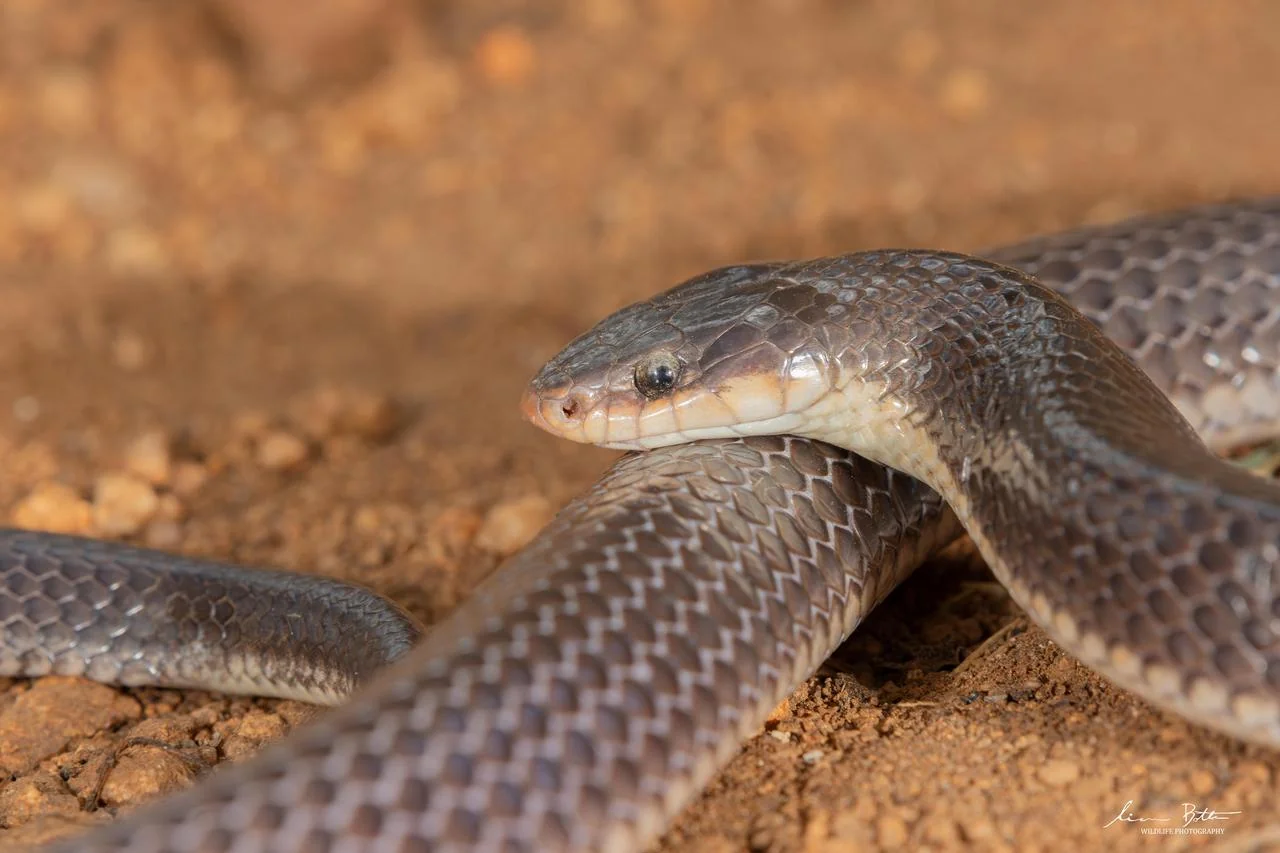 Elapsoidea sundevallii longicauda. From near Musina, Limpopo. Liam Botha.