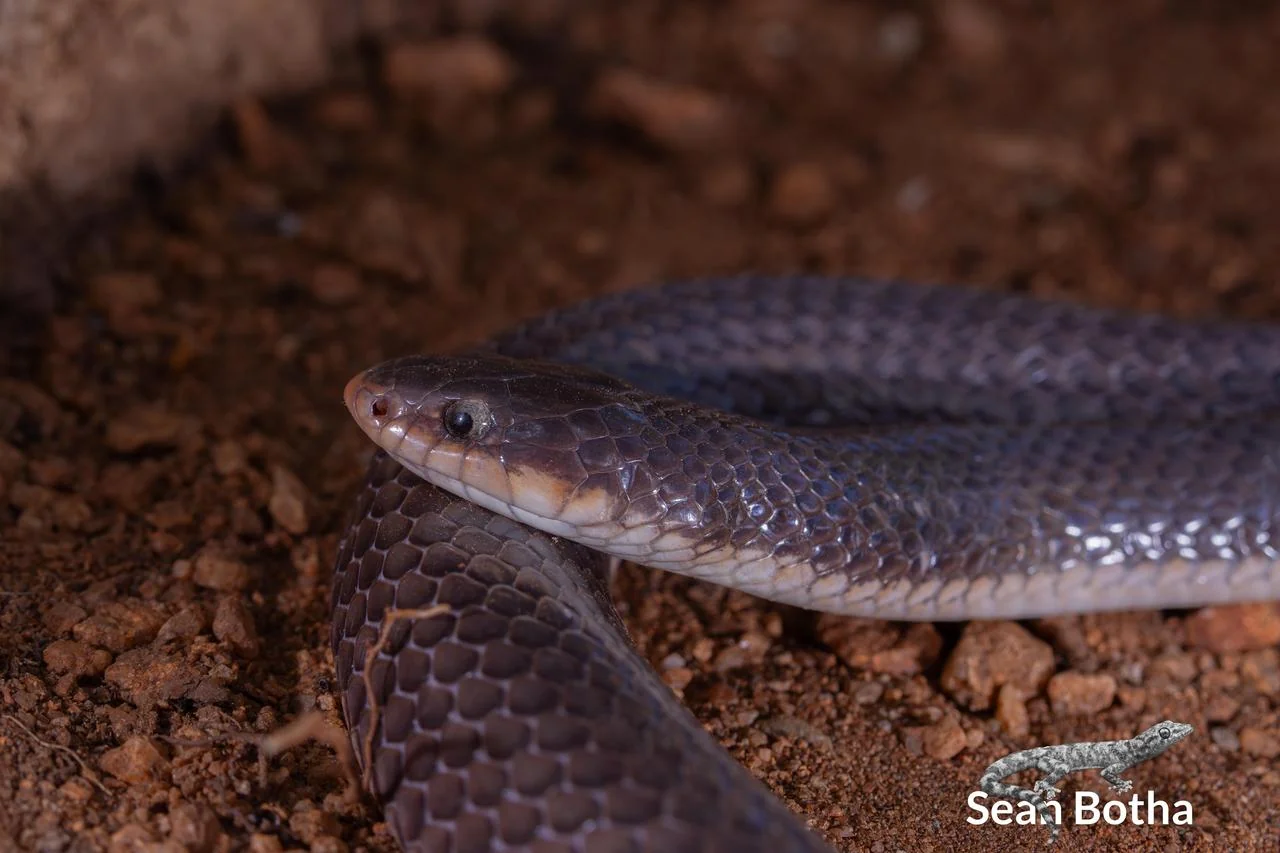 Elapsoidea sundevallii longicauda. From near Musina, Limpopo. Sean Botha.