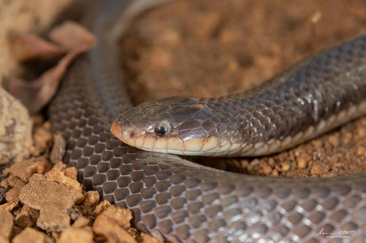 Elapsoidea sundevallii longicauda. From near Musina, Limpopo. Liam Botha.