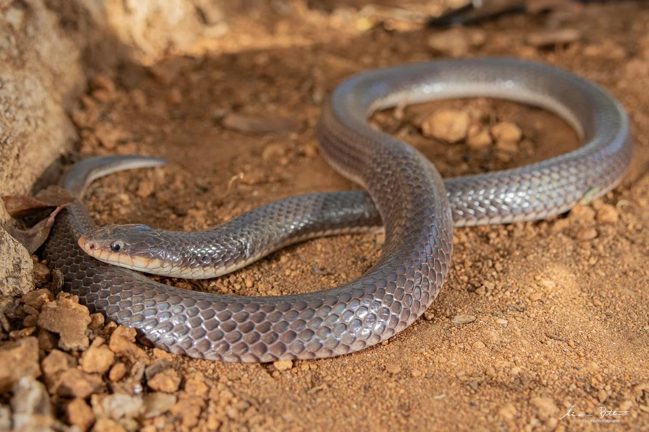 Elapsoidea sundevallii longicauda. From near Musina, Limpopo. Liam Botha.
