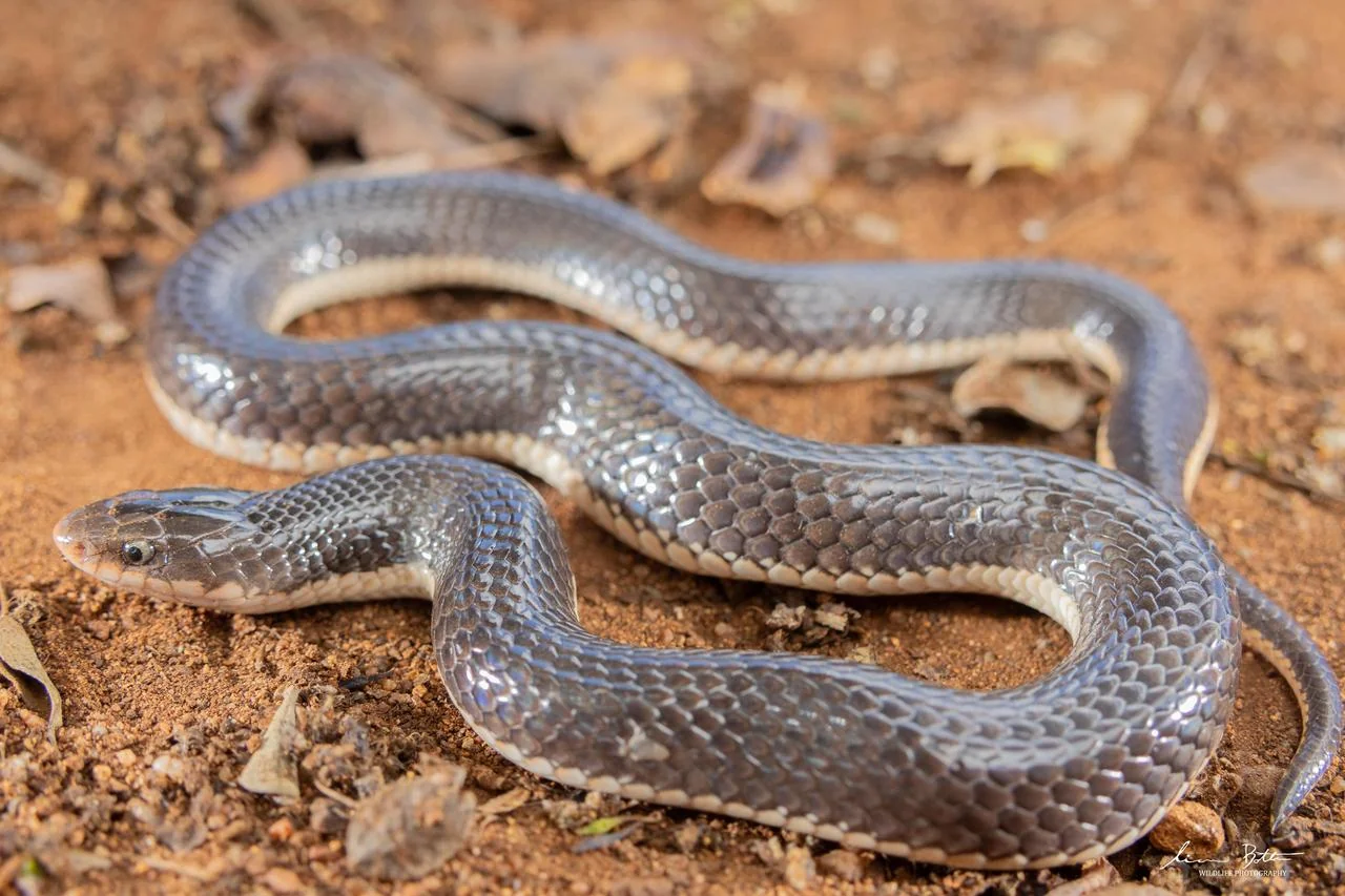 Elapsoidea sundevallii longicauda. From near Waterpoort, Limpopo. Liam Botha.