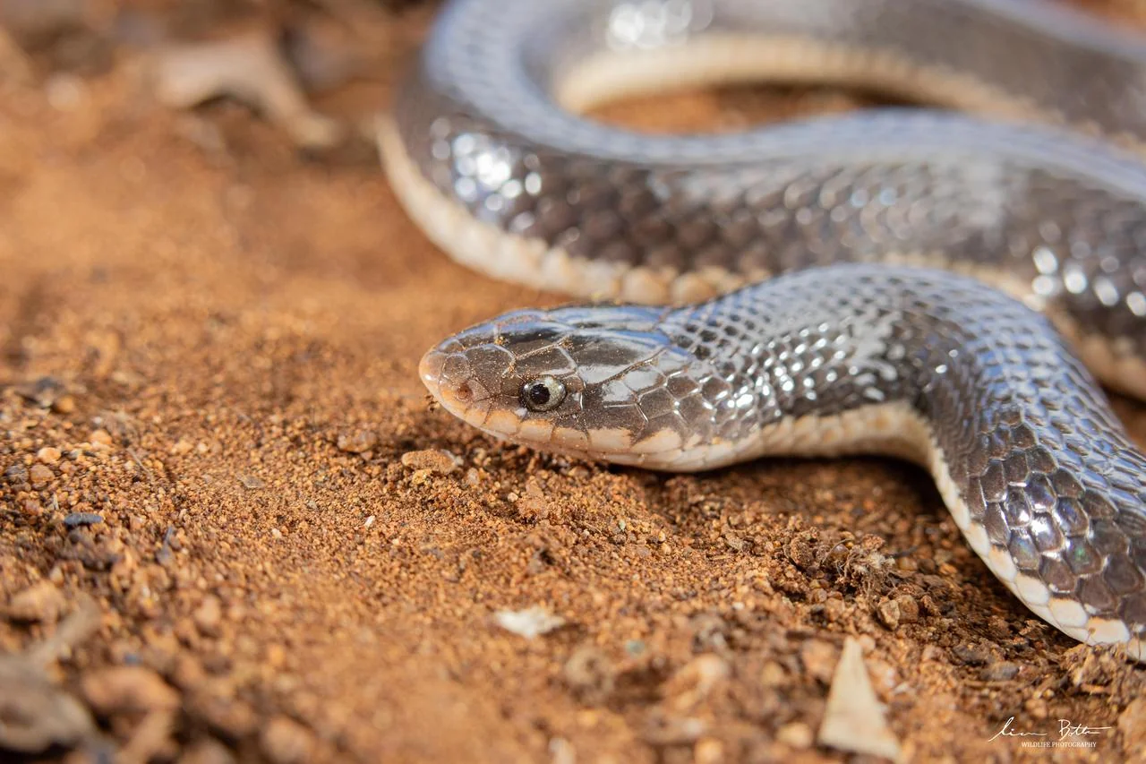 Elapsoidea sundevallii longicauda. From near Waterpoort, Limpopo. Liam Botha.