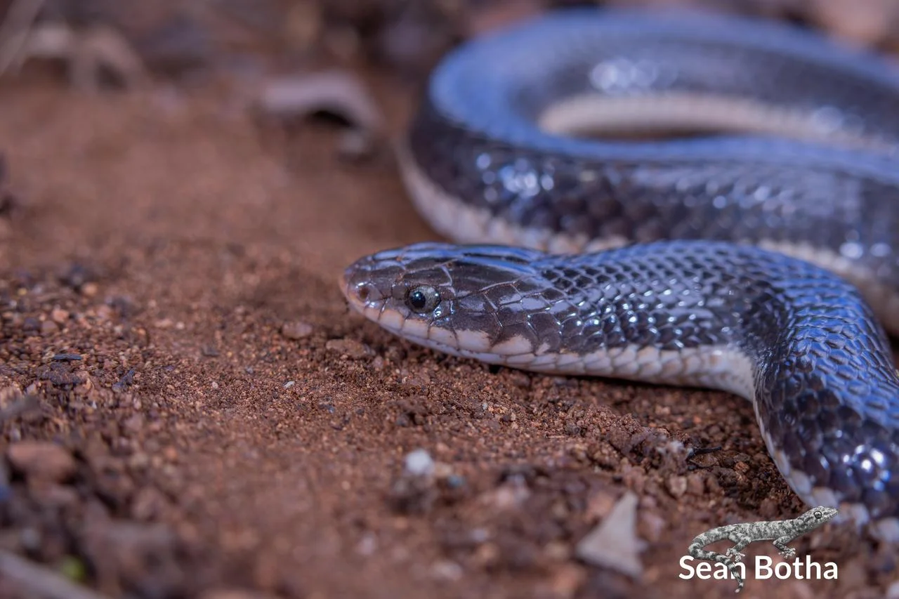 Elapsoidea sundevallii longicauda. From near Waterpoort, Limpopo. Sean Botha.