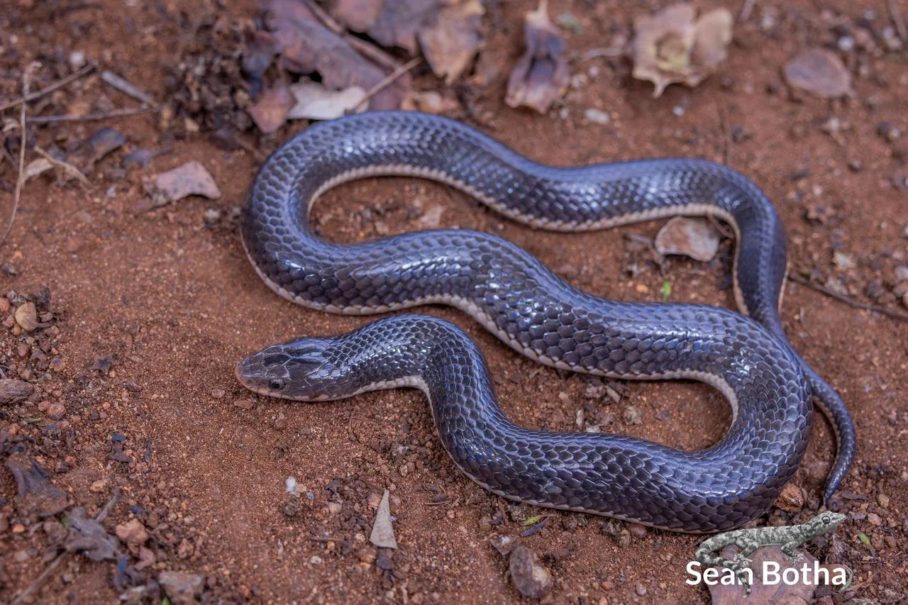 Elapsoidea sundevallii longicauda. From near Waterpoort, Limpopo. Sean Botha.