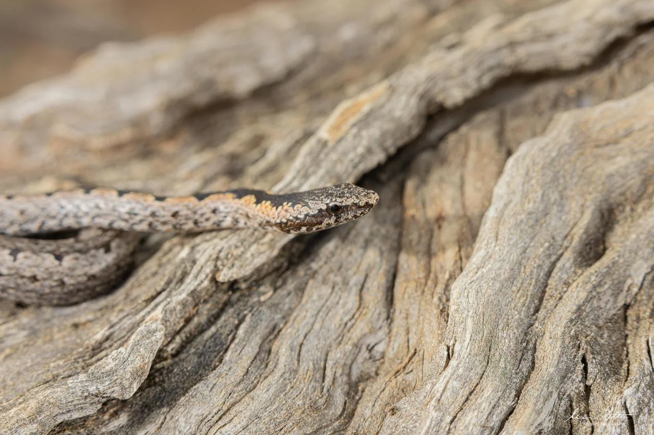 Hemirhagerrhis nototaenia. From near Musina, Limpopo. Sean Botha.