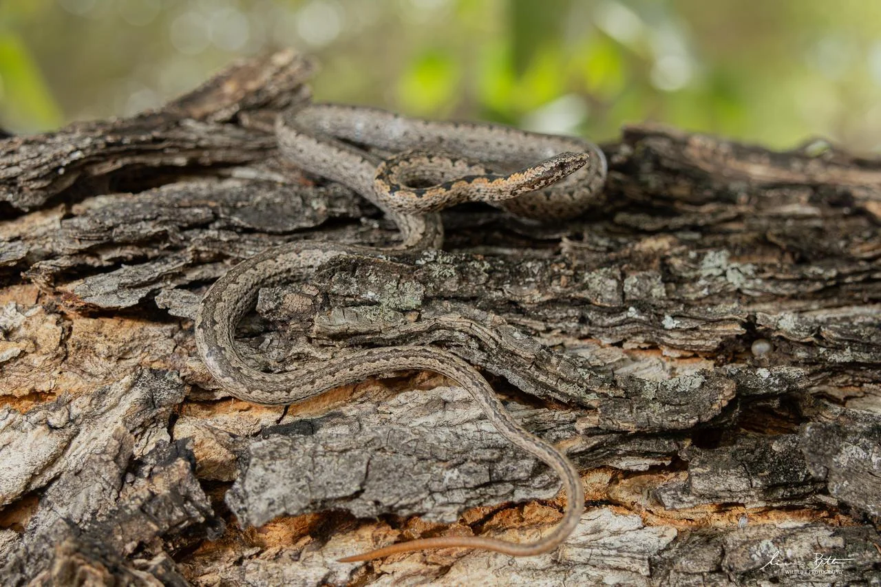 Hemirhagerrhis nototaenia. From near Musina, Limpopo. Liam Botha.
