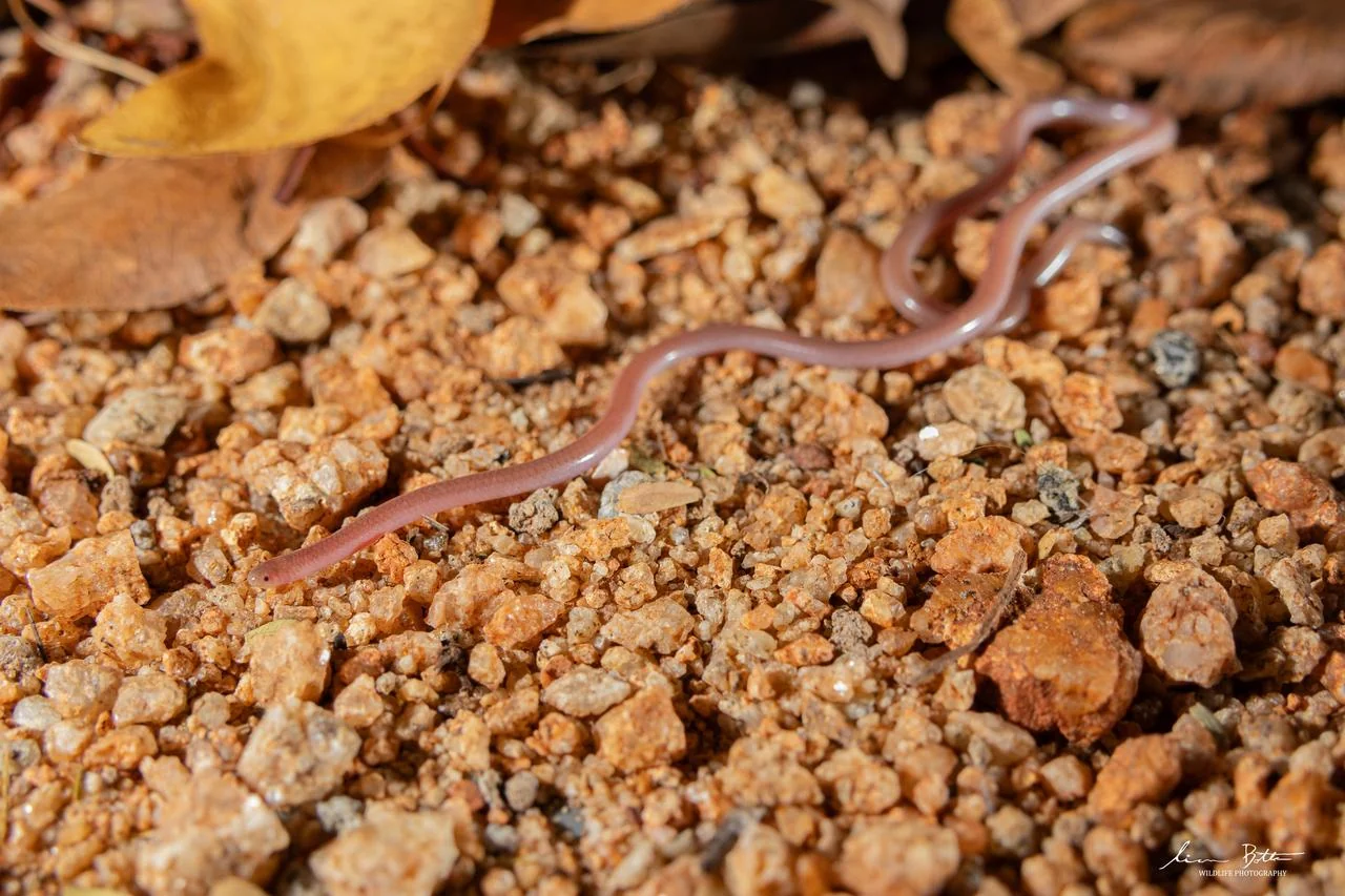 Myriopholis longicauda. From near Musina, Limpopo. Liam Botha.