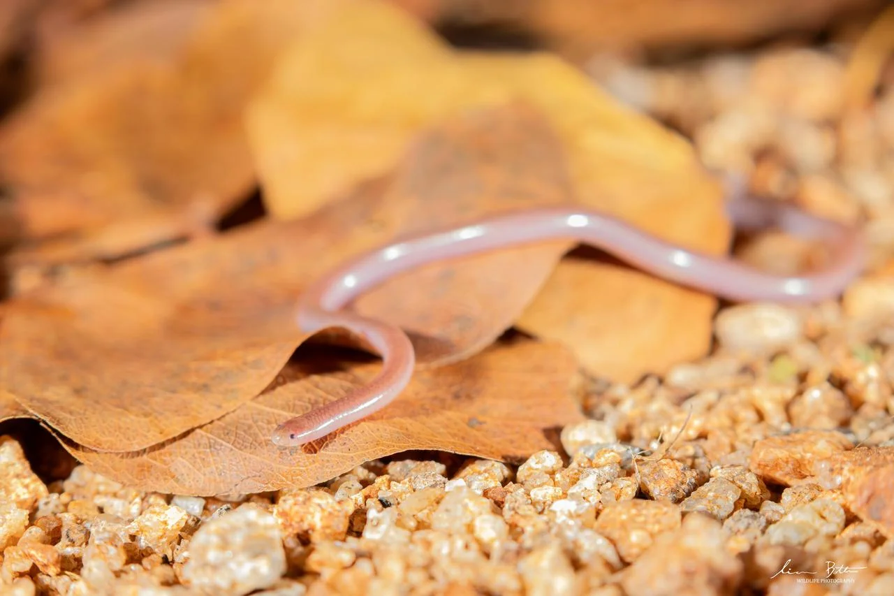Myriopholis longicauda. From near Musina, Limpopo. Liam Botha.