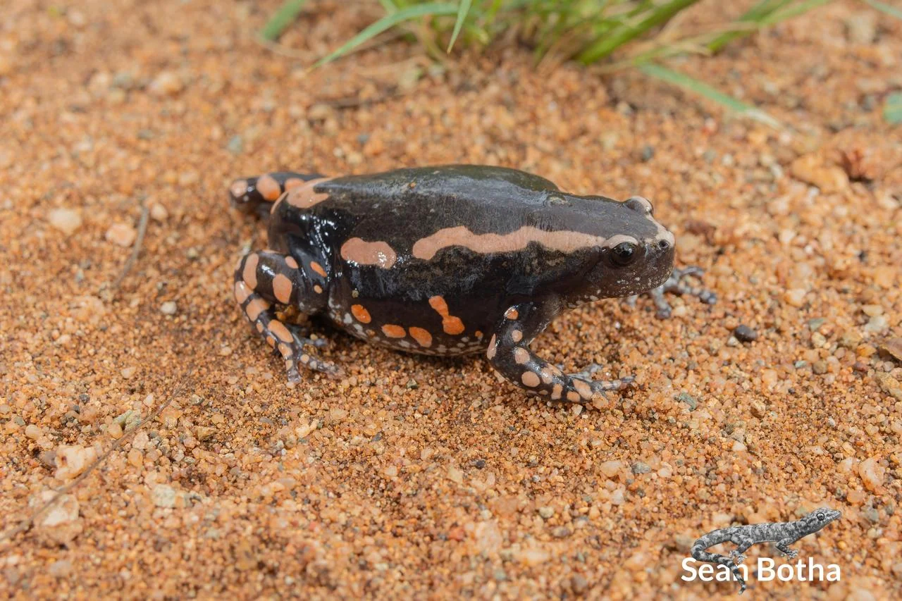 Phrynompantis bifasciatus. From Vivo, Limpopo. Sean Botha.