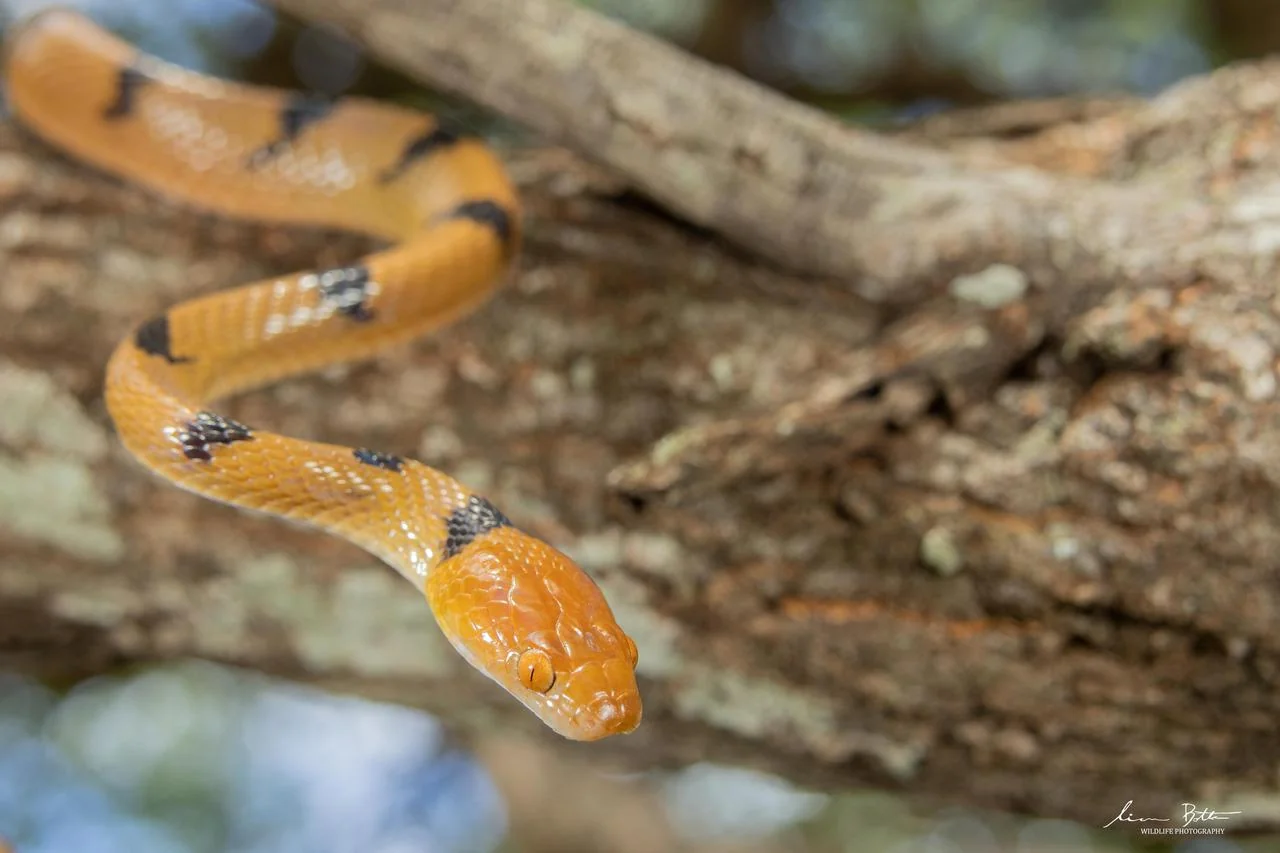 Telescopus semiannulatus semiannulatus. From Vivo, Limpopo. Liam Botha.