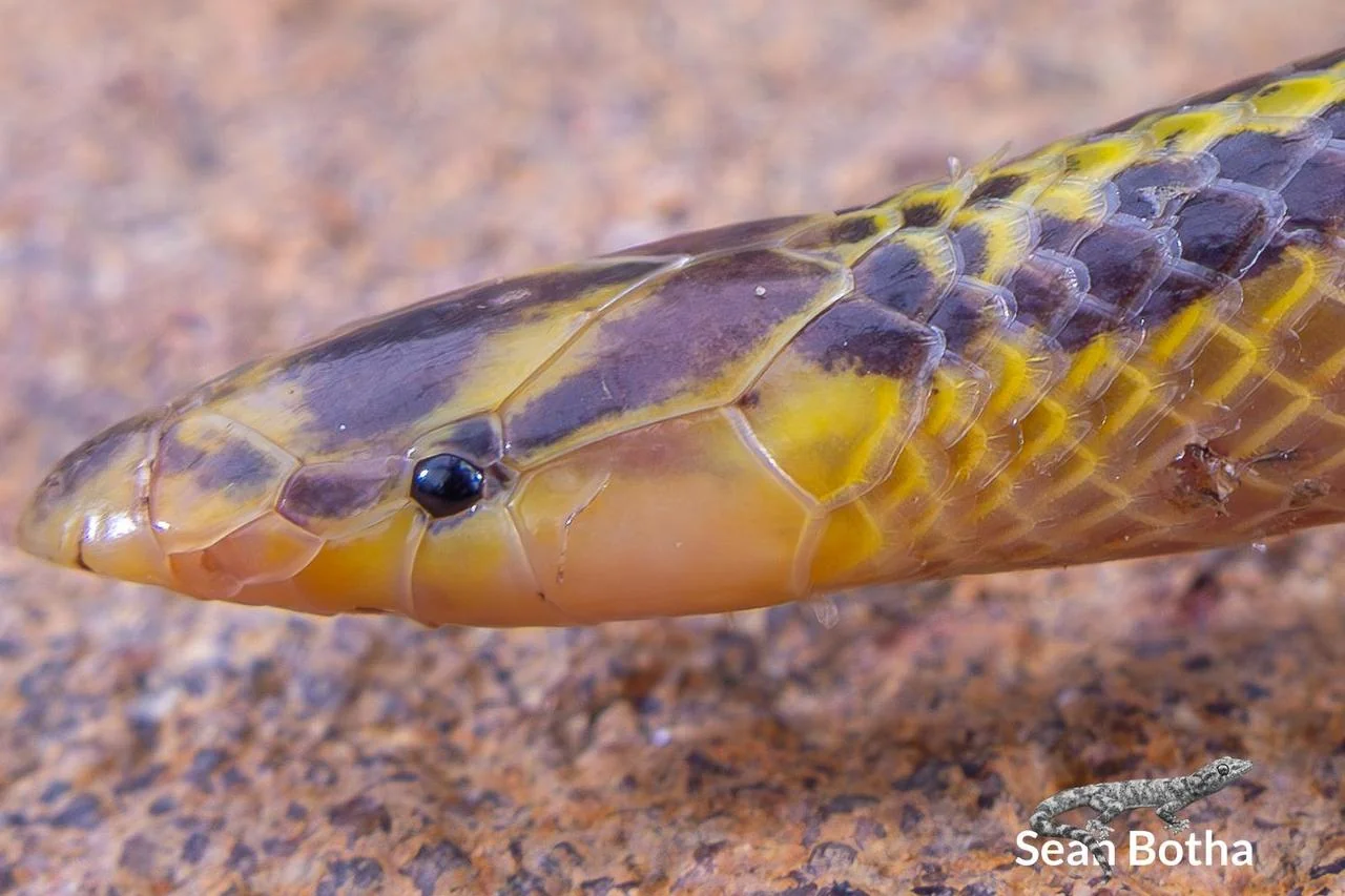 Xenocalamus bicolor bicolor. From Steenbokpan, Limpopo. Sean Botha.