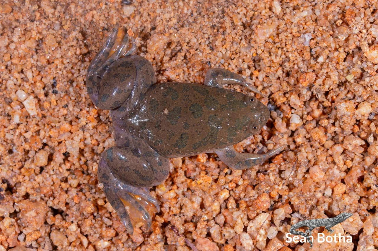 Xenopus muelleri. From near Musina, Limpopo. Sean Botha.