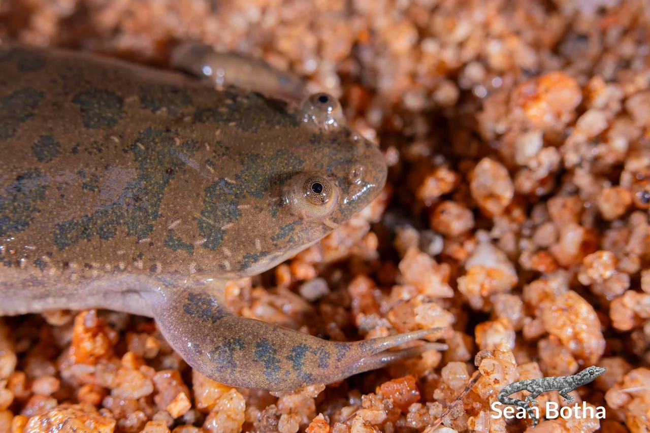 Xenopus muelleri. From near Musina, Limpopo. Sean Botha.