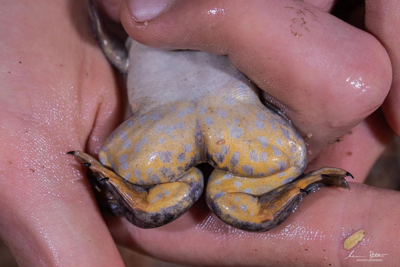 Xenopus muelleri. From near Musina, Limpopo. Liam Botha.