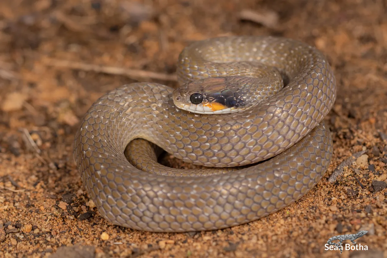 Crotaphopeltis hotamboeia. From Faerie Glen Nature Reserve, Gauteng. Sean Botha.