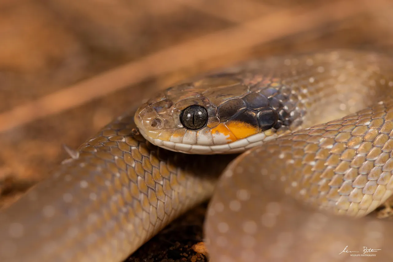 Crotaphopeltis hotamboeia. From Faerie Glen Nature Reserve, Gauteng. Liam Botha.