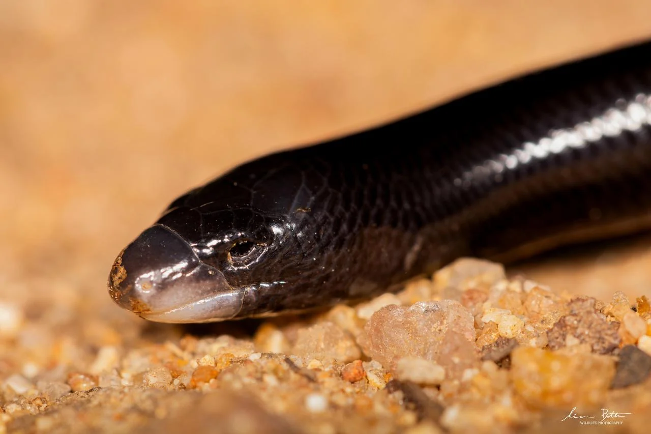 Giant Legless Skink – Acontias plumbeus