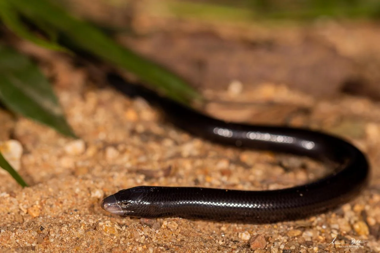 Acontias plumbeus. From Blyde River Canyon, Mpumulanga. Liam Botha.