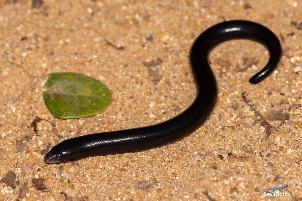 Acontias plumbeus. From Blyde River Canyon, Mpumulanga. Sean Botha.