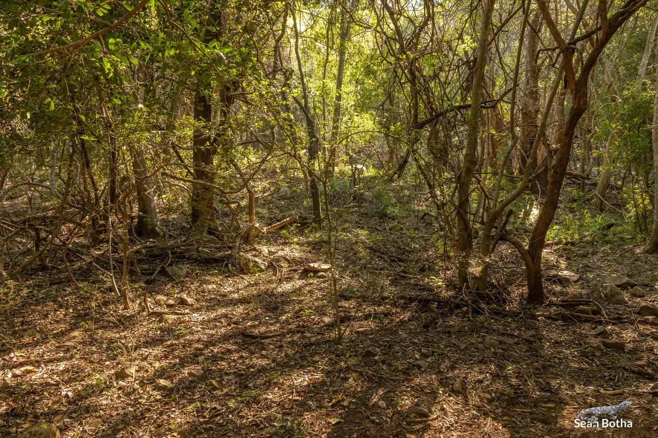 Acontias plumbeus Habitat. From Blyde River Canyon, Mpumulanga. Sean Botha.