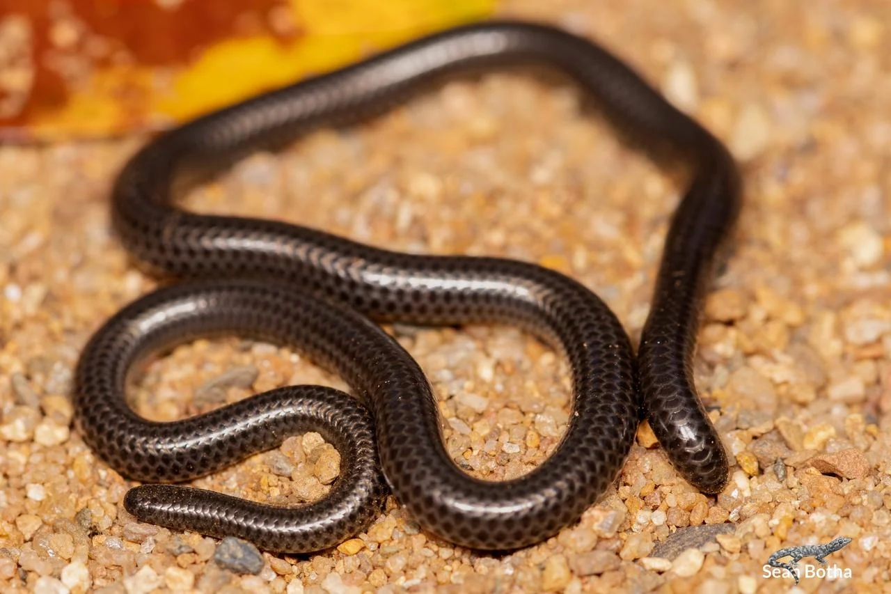Incognito Thread Snake – Leptotyphlops incognitus