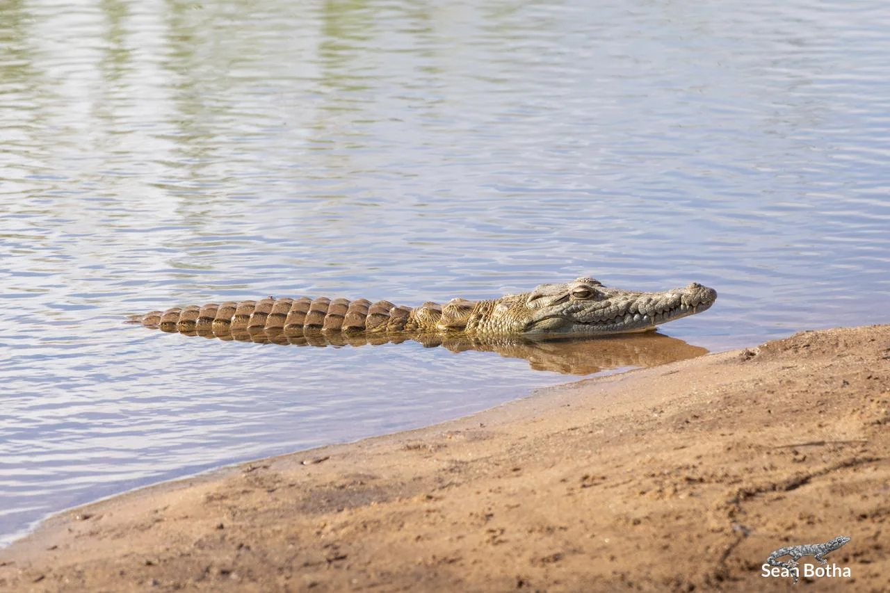 Nile Crocodile - Crocodylus niloticus