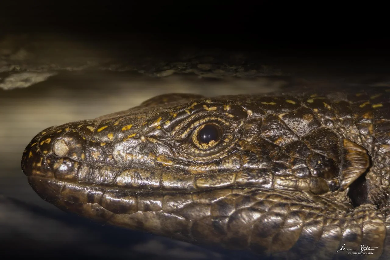 Common Giant Plated Lizard – Matobosaurus validus