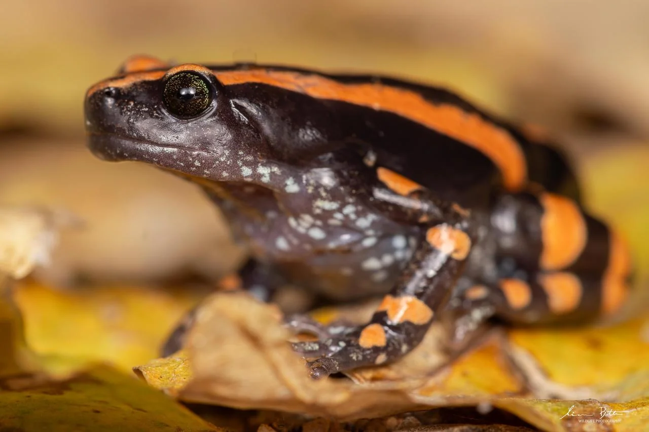 Phrynompantis bifasciatus. From Pretoriuskop Rest Camp, Mpumulanga. Liam Botha.