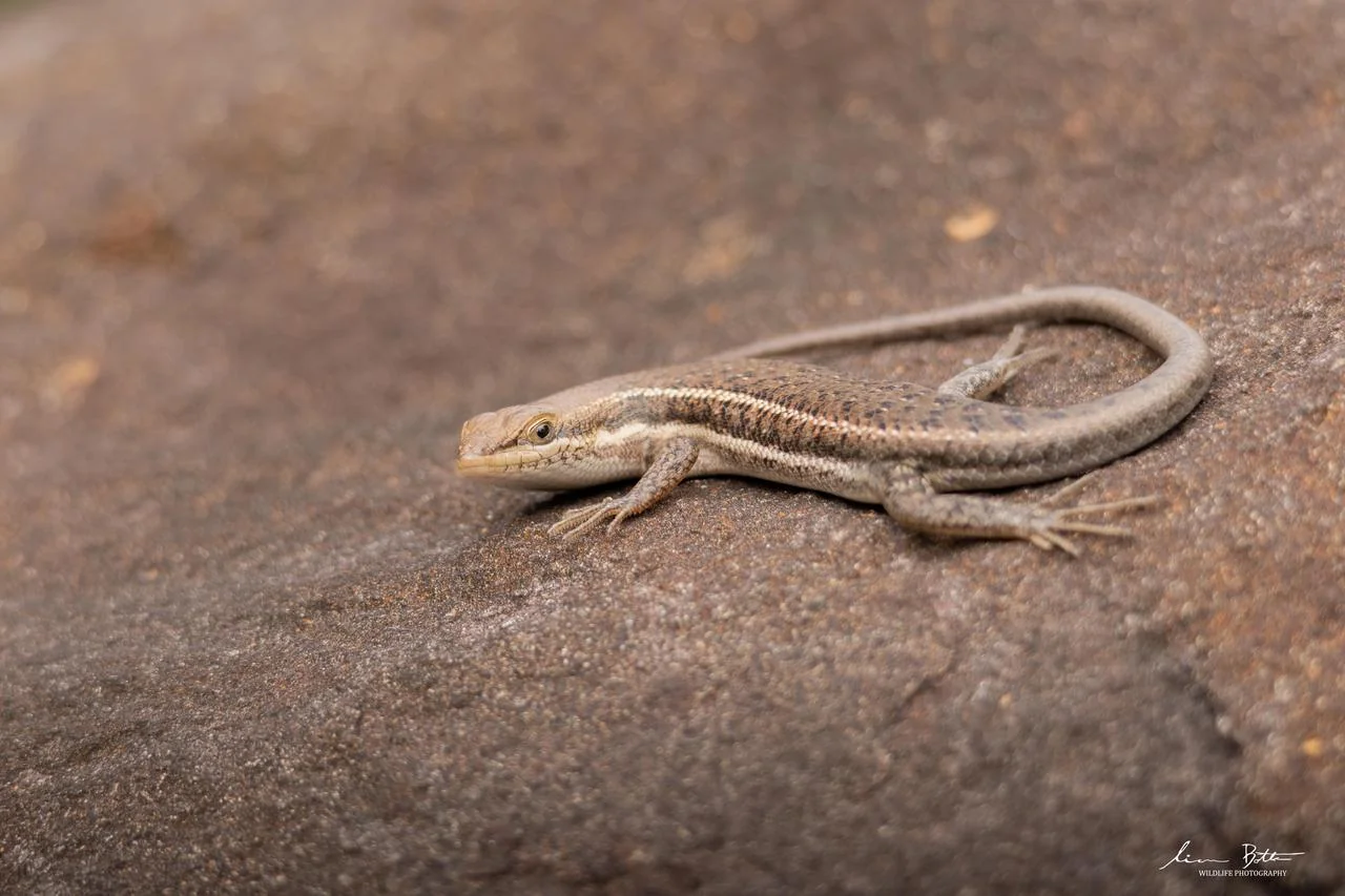 Damara Variable Skink – Trachylepis damarana