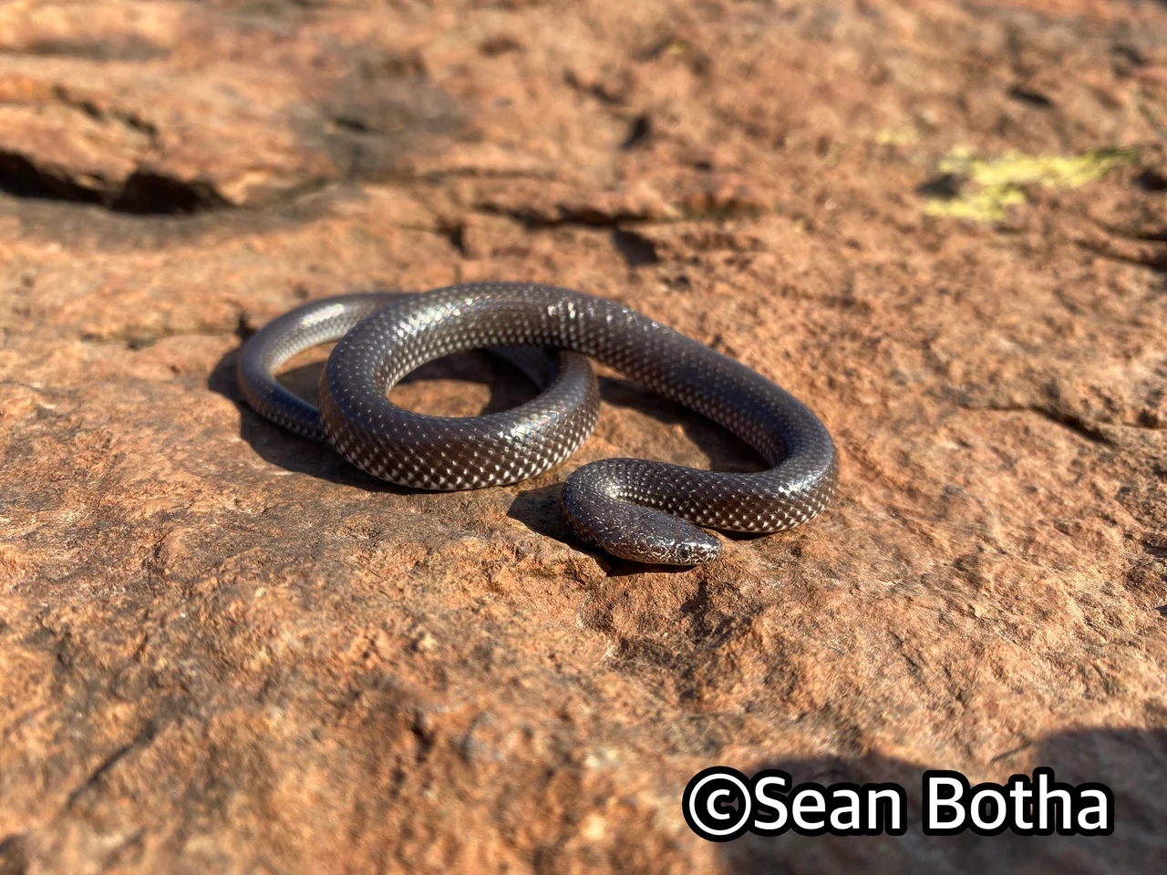 Lycophidion capense capense. From near Mogale, Gauteng. Sean Botha.