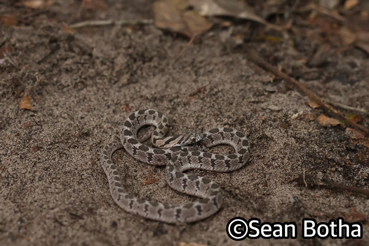 Dasypeltis scabra. From near Emangusi, Kwa-Zulu Natal. Sean Botha.