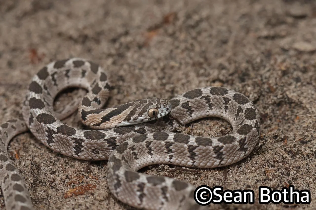 Dasypeltis scabra. From near Emangusi, Kwa-Zulu Natal. Sean Botha.