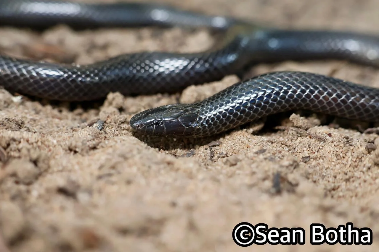 Amblyodipsas polylepis polylepis. From St. Lucia, Kwa-Zulu Natal. Sean Botha.