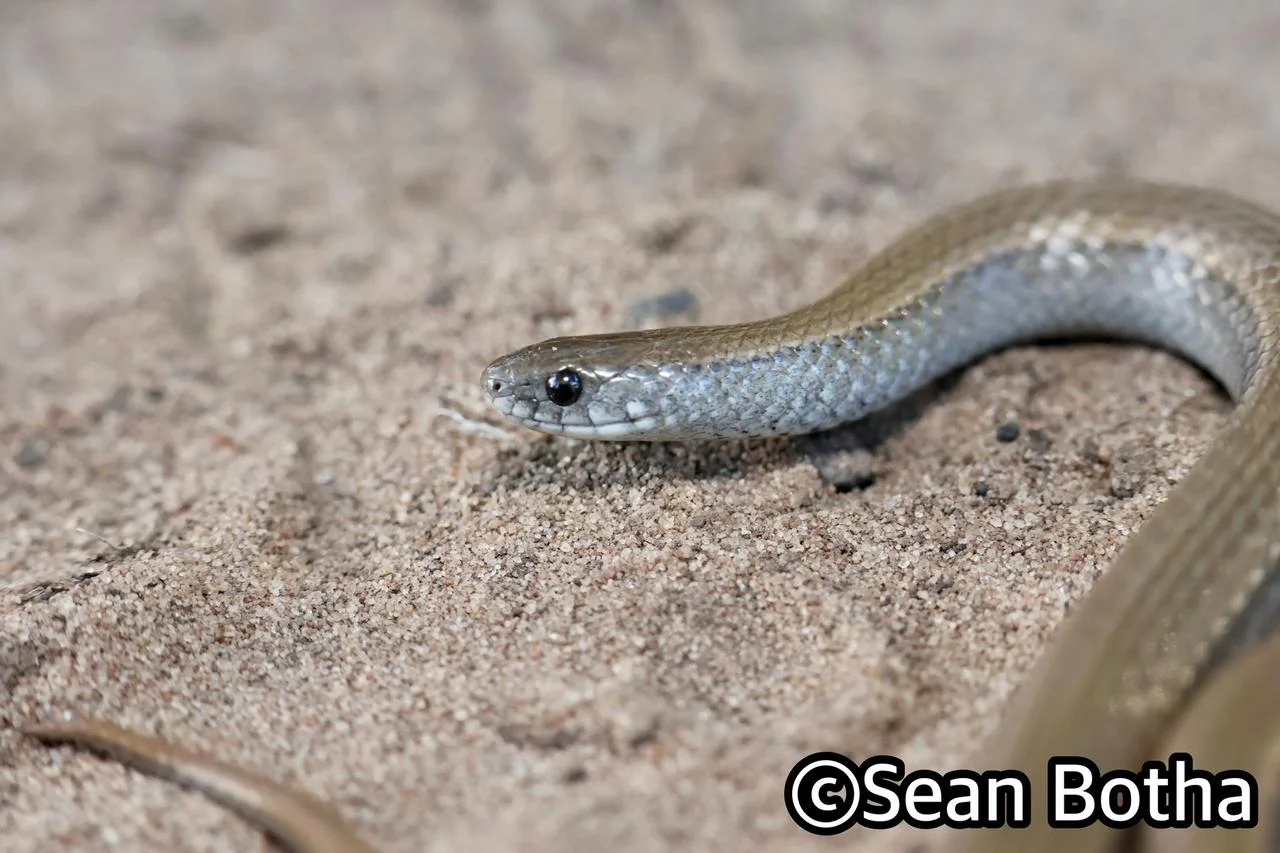 Duberria lutrix lutrix. From St. Lucia, Kwa-Zulu Natal. Sean Botha.