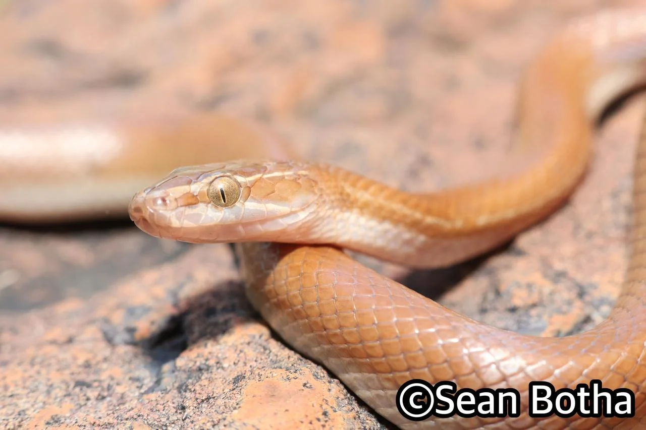 Boaedon capensis. From Pretoria, Gauteng. Sean Botha.