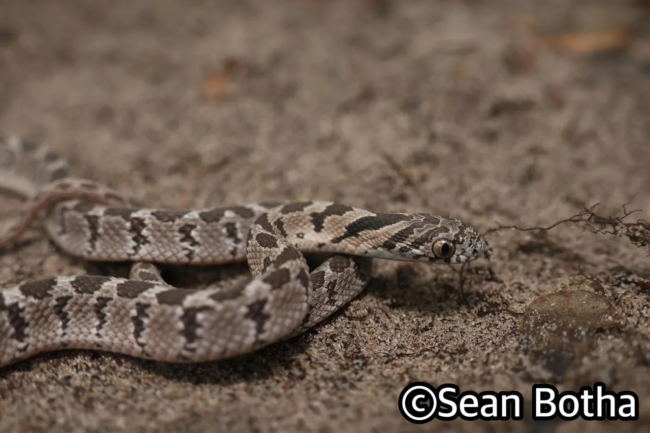 Dasypeltis scabra. From near Emangusi, Kwa-Zulu Natal. Sean Botha.