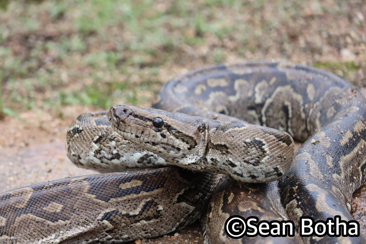 Python natalensis. From Mbombela, Mpumulanga. Sean Botha.