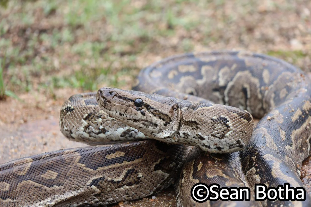 Python natalensis. From Mbombela, Mpumulanga. Sean Botha.