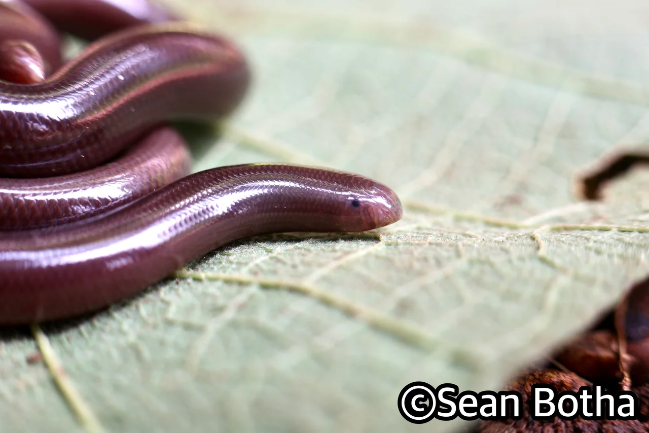 Afrotyphlops bibronii. From near Irene, Gauteng. Sean Botha.